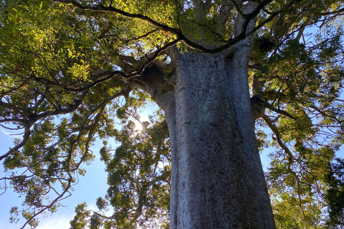 kauri-trees