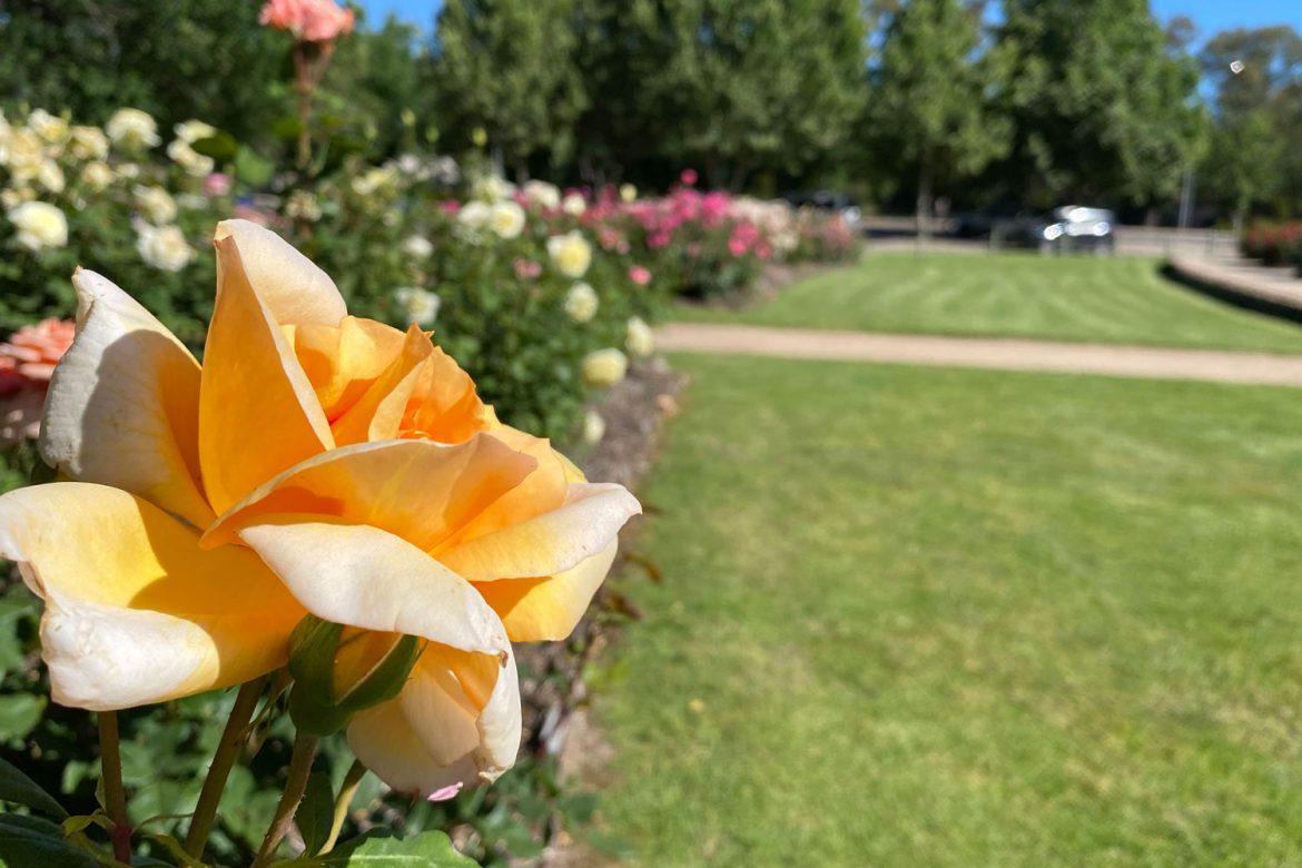 Benalla botanic-gardens