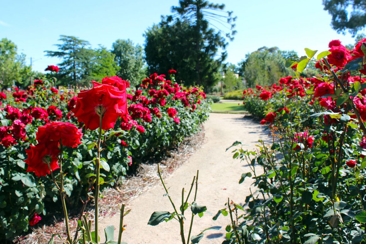 rose-garden-benalla