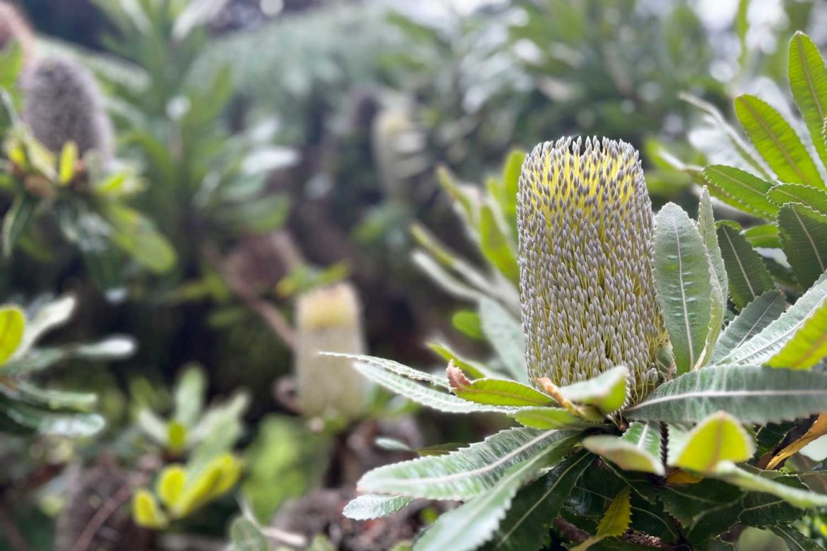 Canberra-botanic-gardens banksia